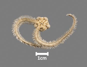Media type: image;   Invertebrate Zoology OPH-4345 Aspect: ventral